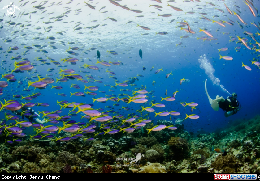 A Diver with Fish