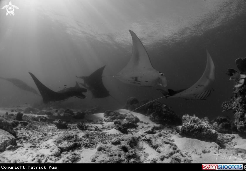 A Reef Manta