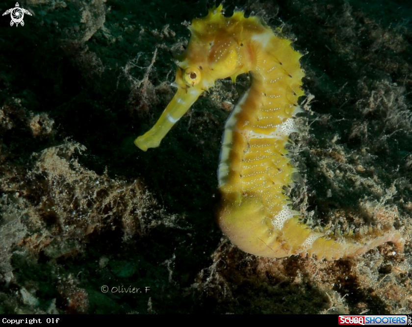 A Pregnant Thorny seahorse
