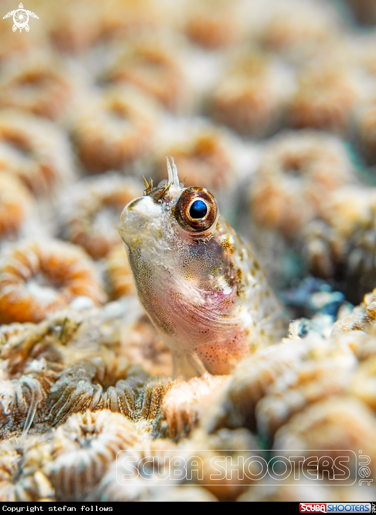 A Variable Fangblenny Blenny