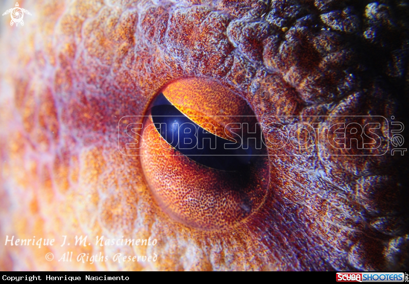A Polvo (Octopus)