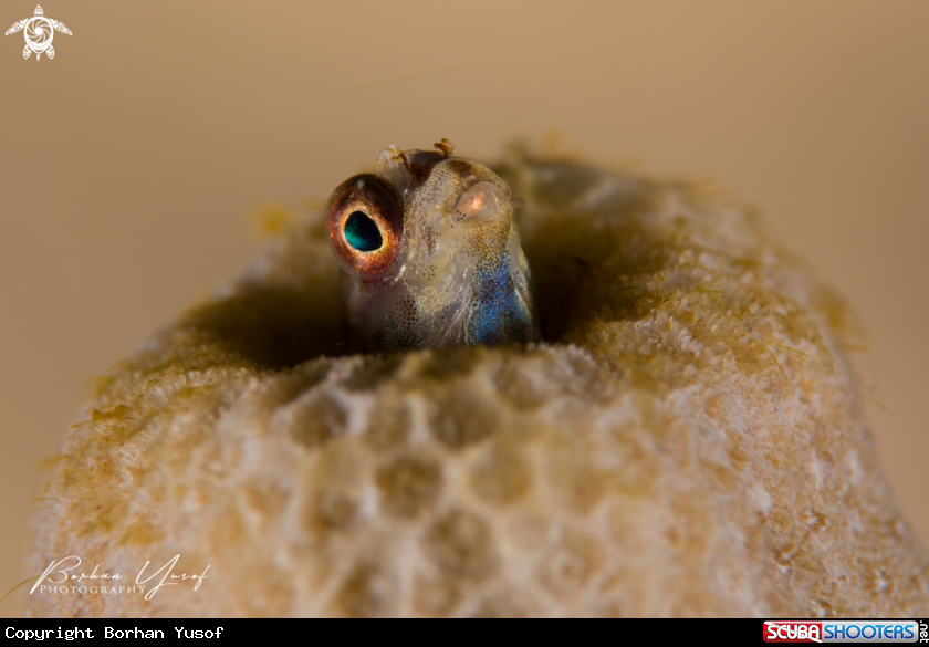 A Blenny