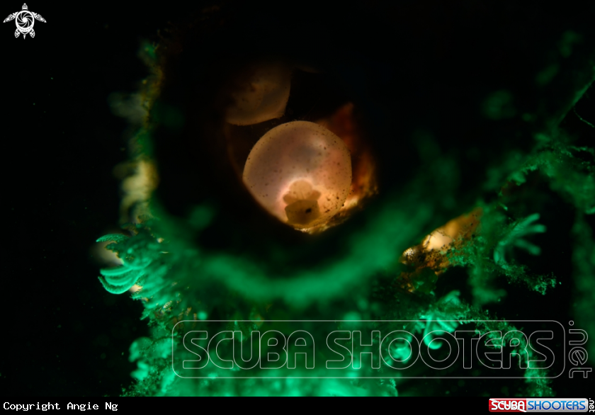 A egg of cuttlefish