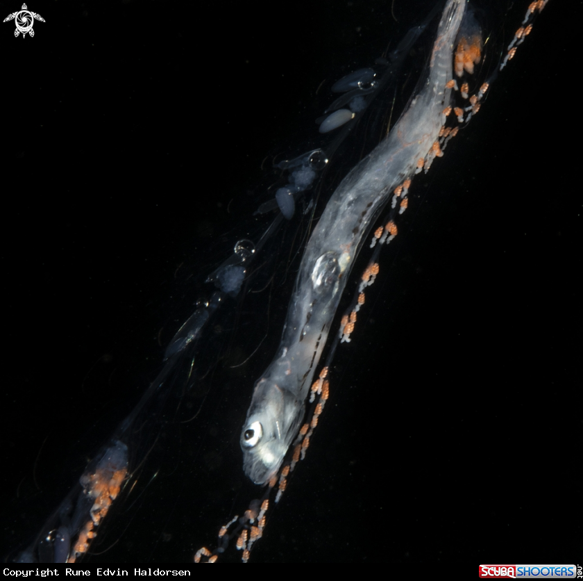 A Nanomia cara