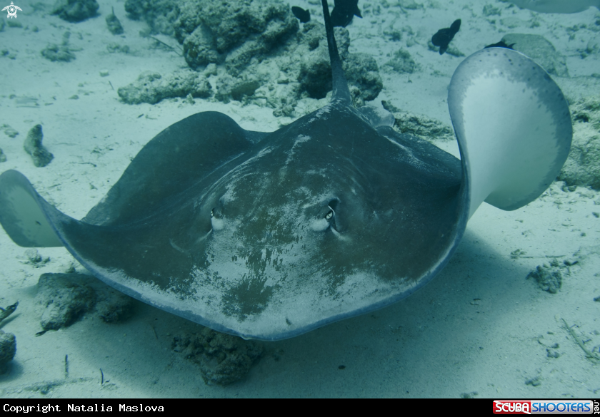 A Stingray