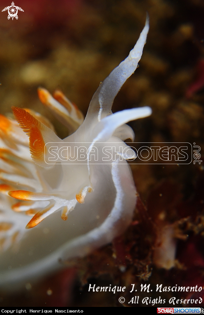 A Nudibranch