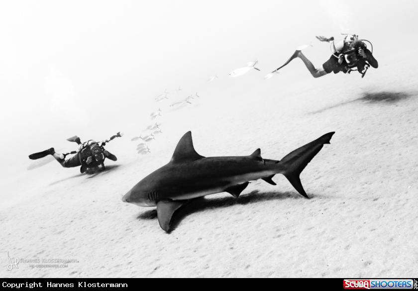 A Bull shark