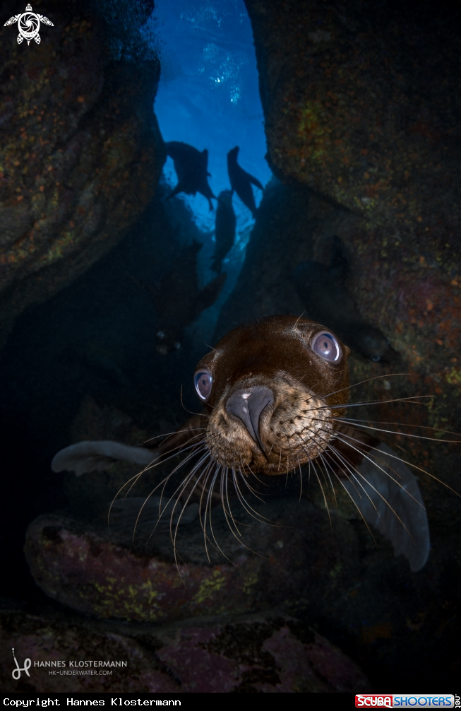A California Sea Lion