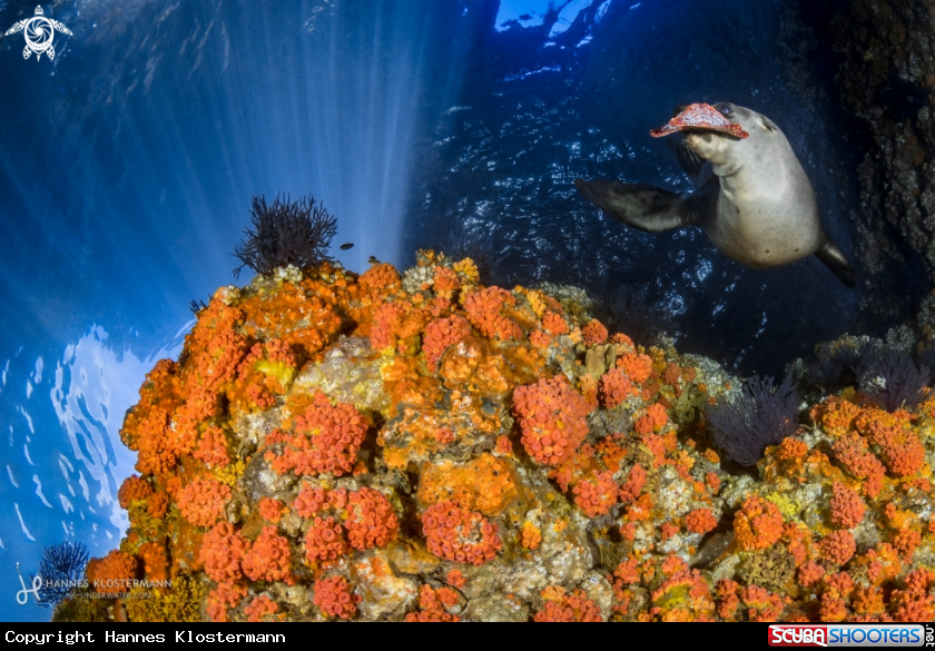 A California Sea Lion