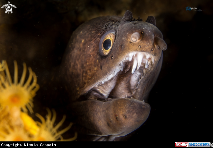 A Mediterranean Moray