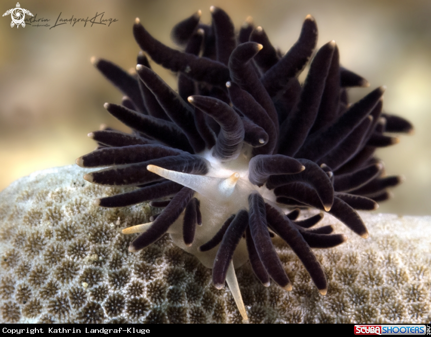 A Nudibranch