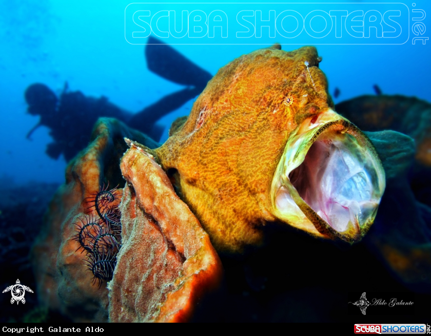 A Giant Frogfish