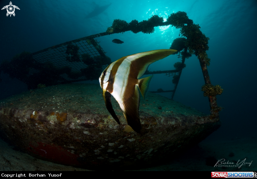 A Longfin Batfish