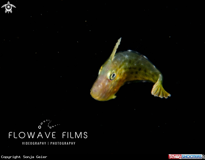 A Juvenile Filefish