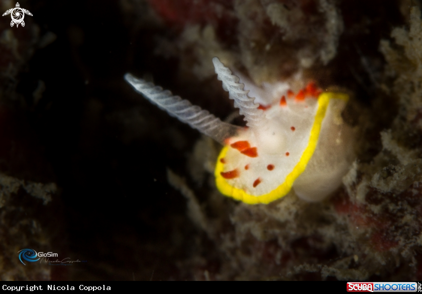 A DIAPHORODORIS PAPILLATA