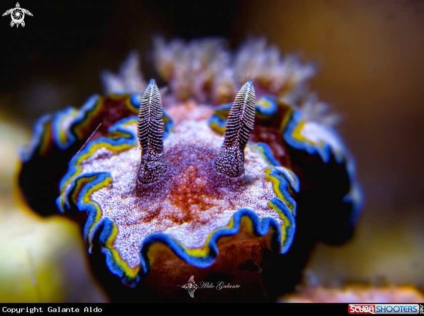 A Glossodoris Nudibranch