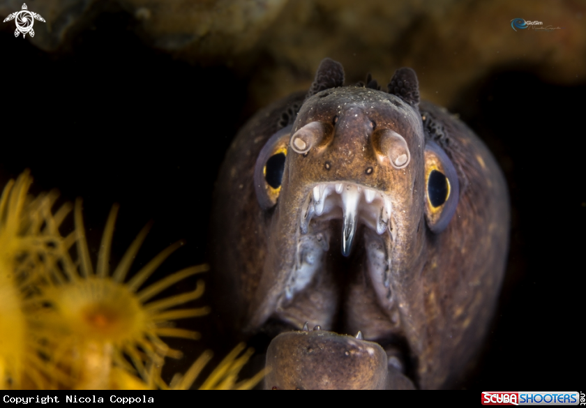 A Mediterranean Moray
