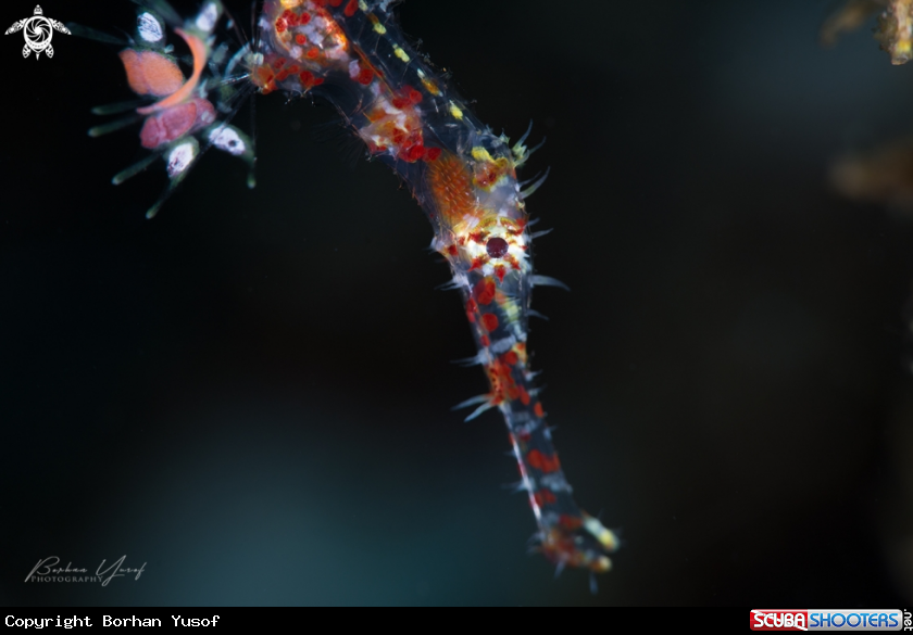 A Ornate Ghost Pipefish