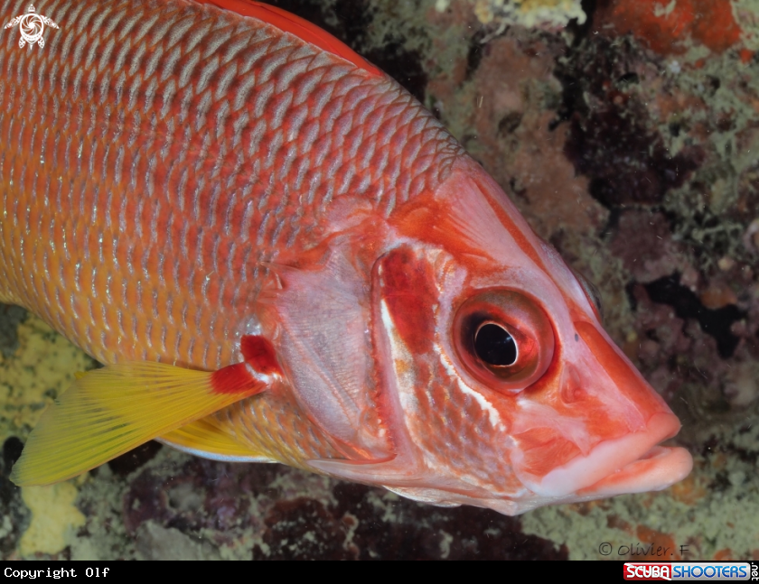 A Sabre squirrelfish 