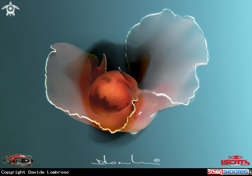 A gastropteron rubrum