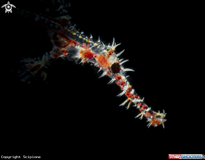 A Arlequin ghostpipefish