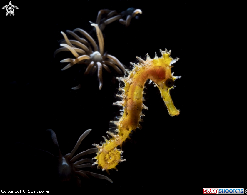 A yellow seahorse