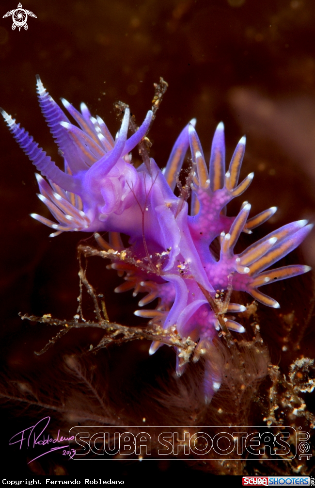 A Flabelina