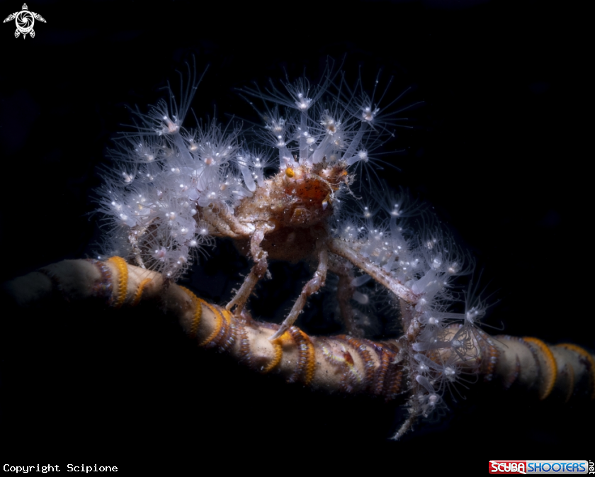 A Decorator crab