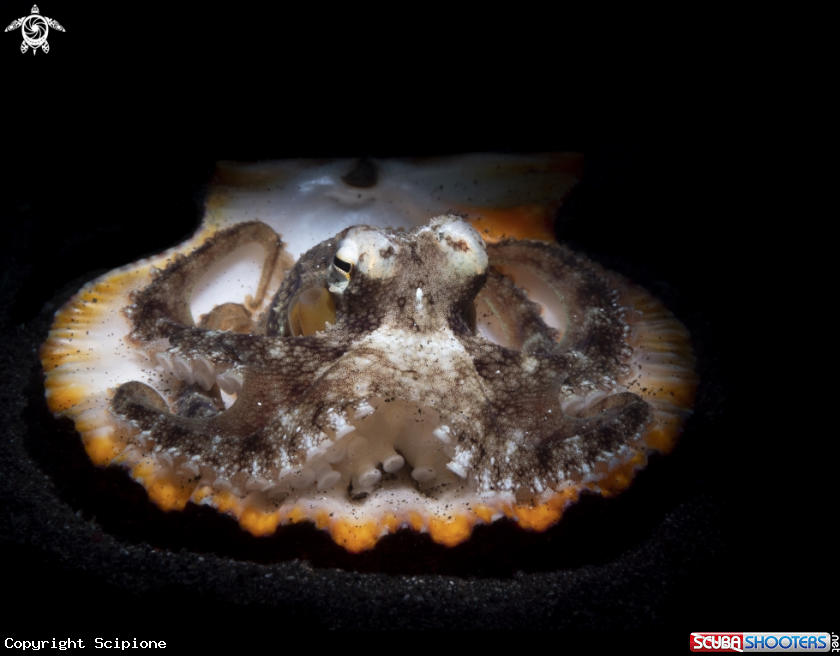 A Coconut Octopus