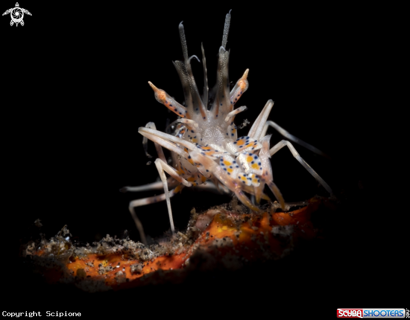 A Tiger shrimp