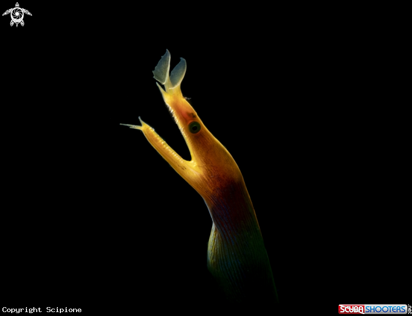 A Blu ribbon eel
