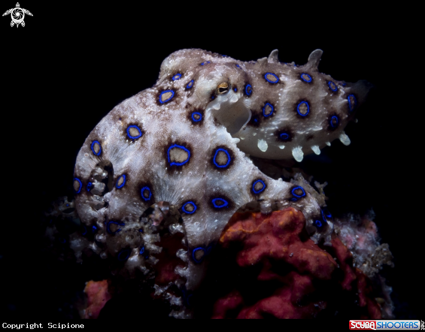 A blue ring octopus