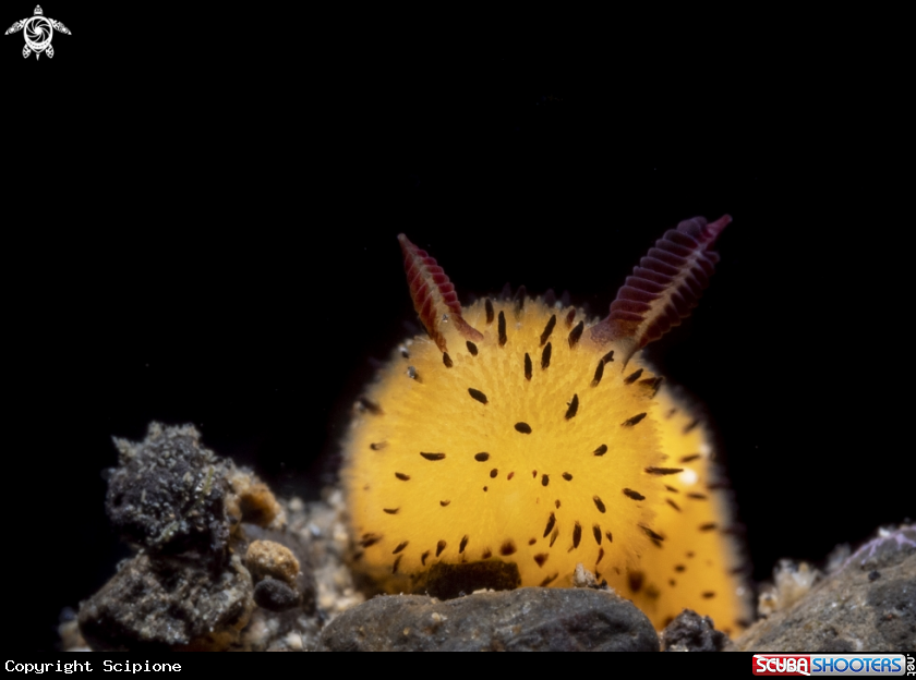 A yellow nudibranch