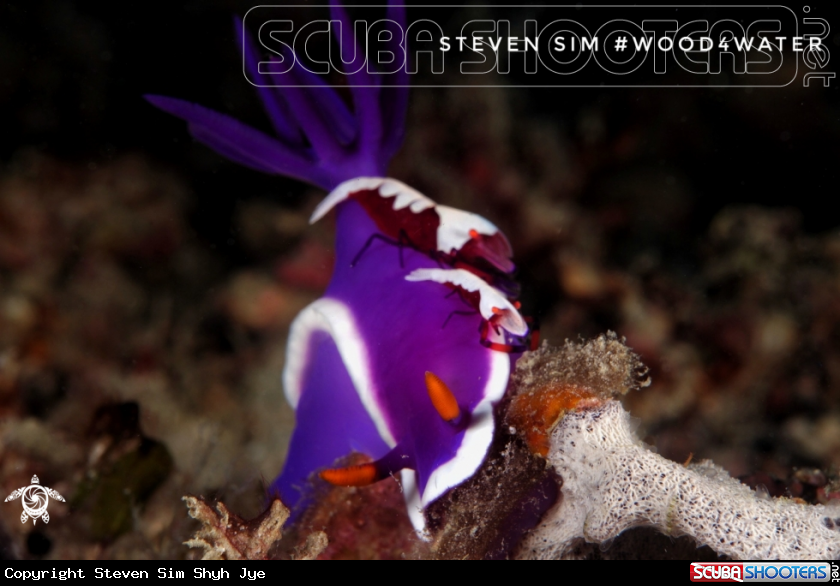 A Emperor shrimp