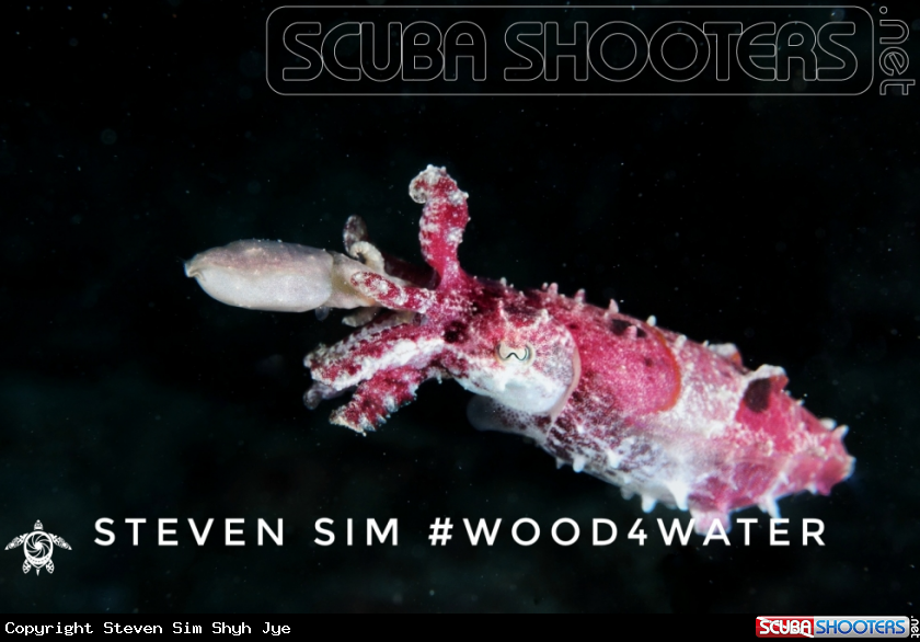 A Pigmy cuttlefish