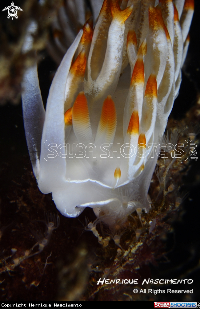 A underwater creature