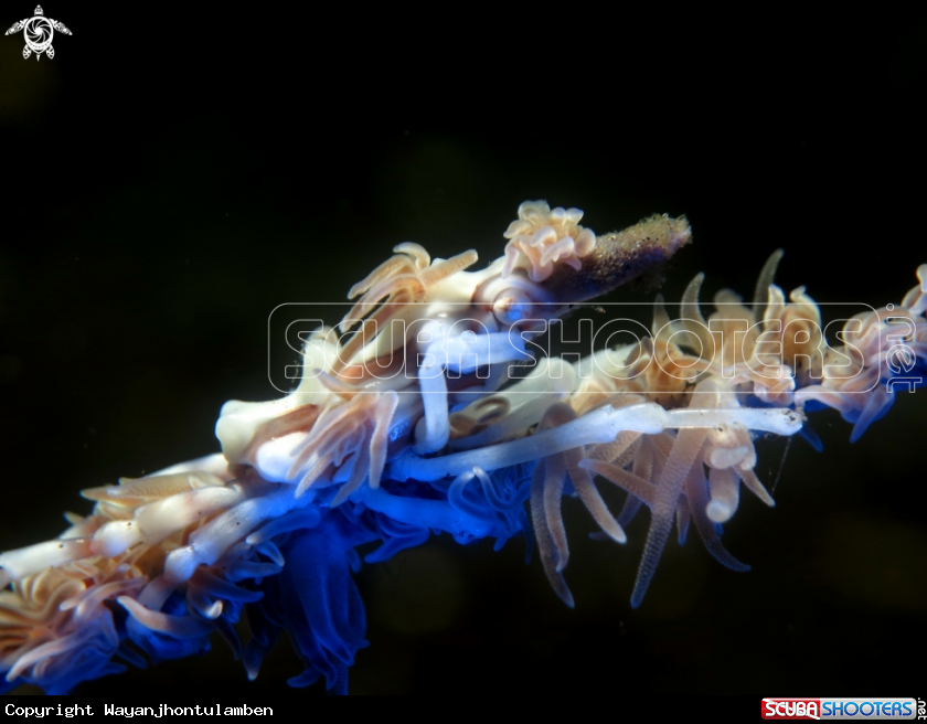 A Xeno Crab