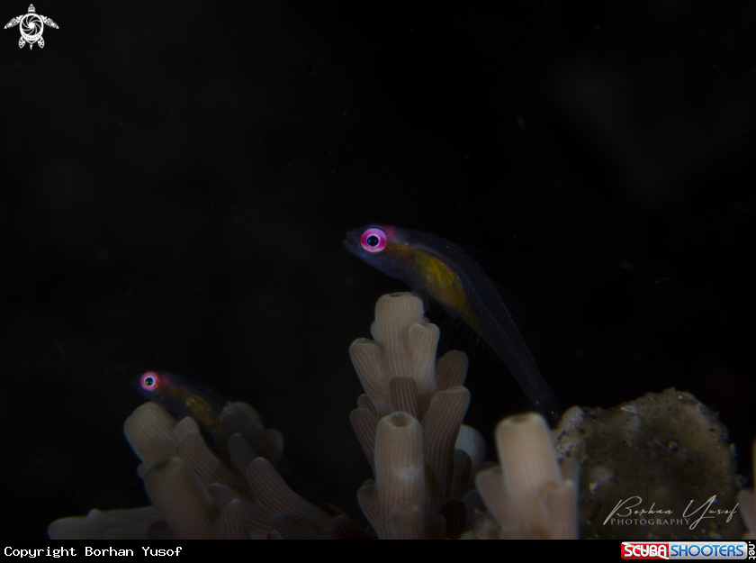 A Pink Eye Goby