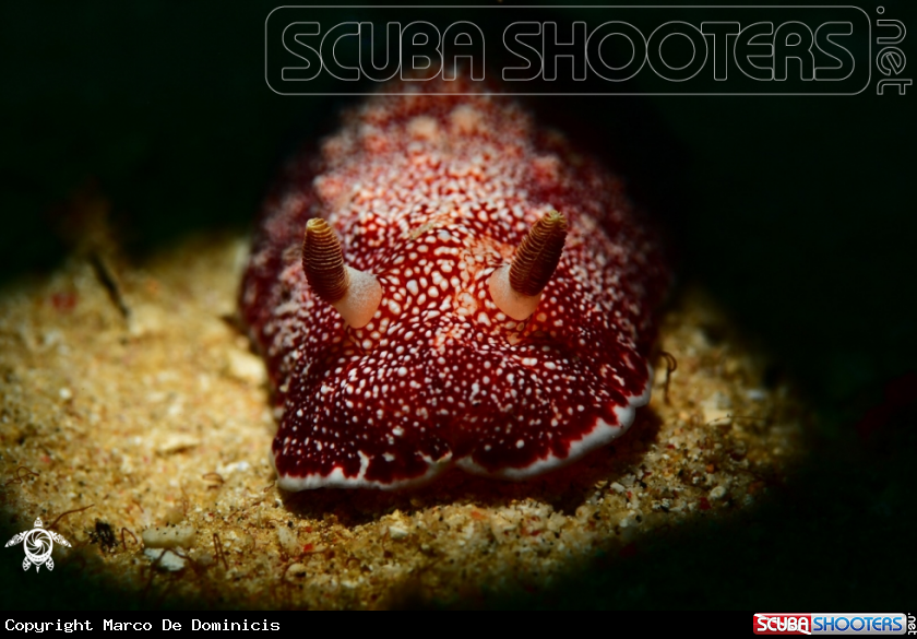A Nudibranch