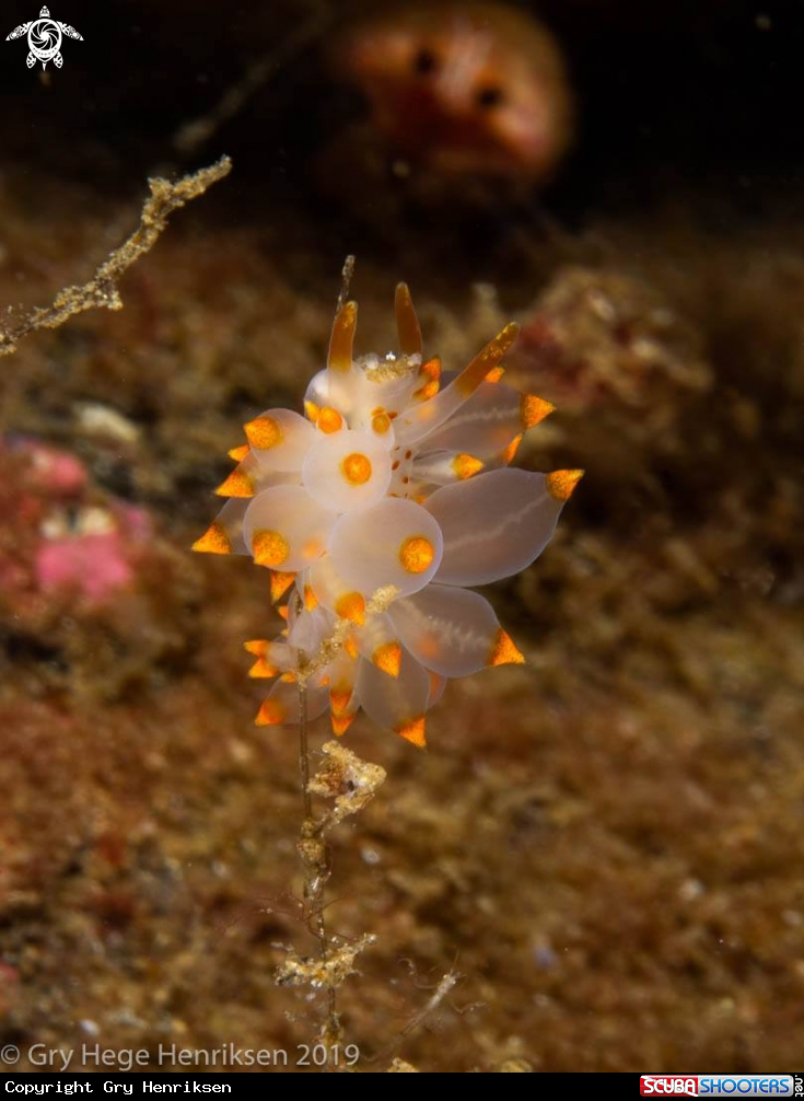 A Eubranchus farrani