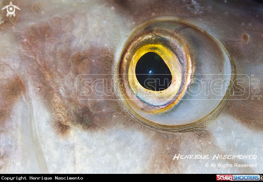 A underwater creature