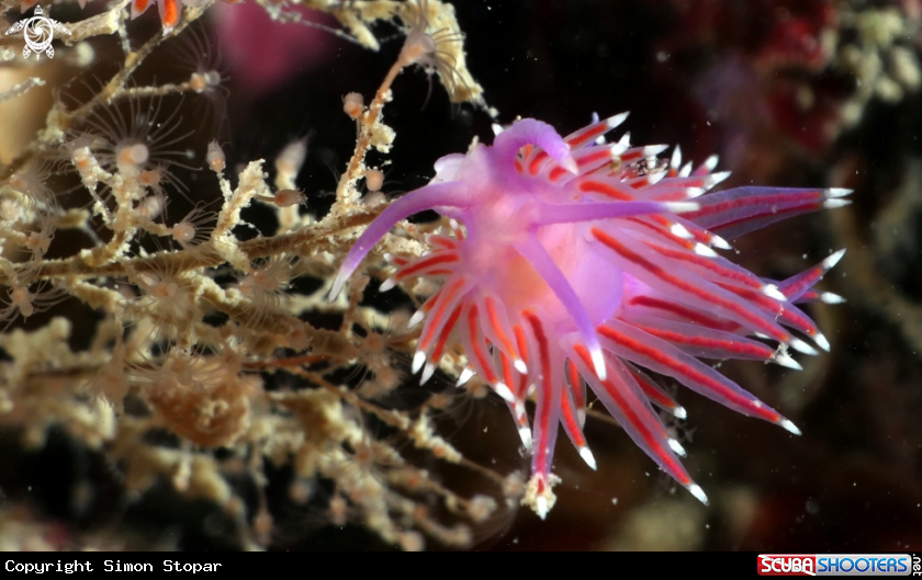 A Flabelina