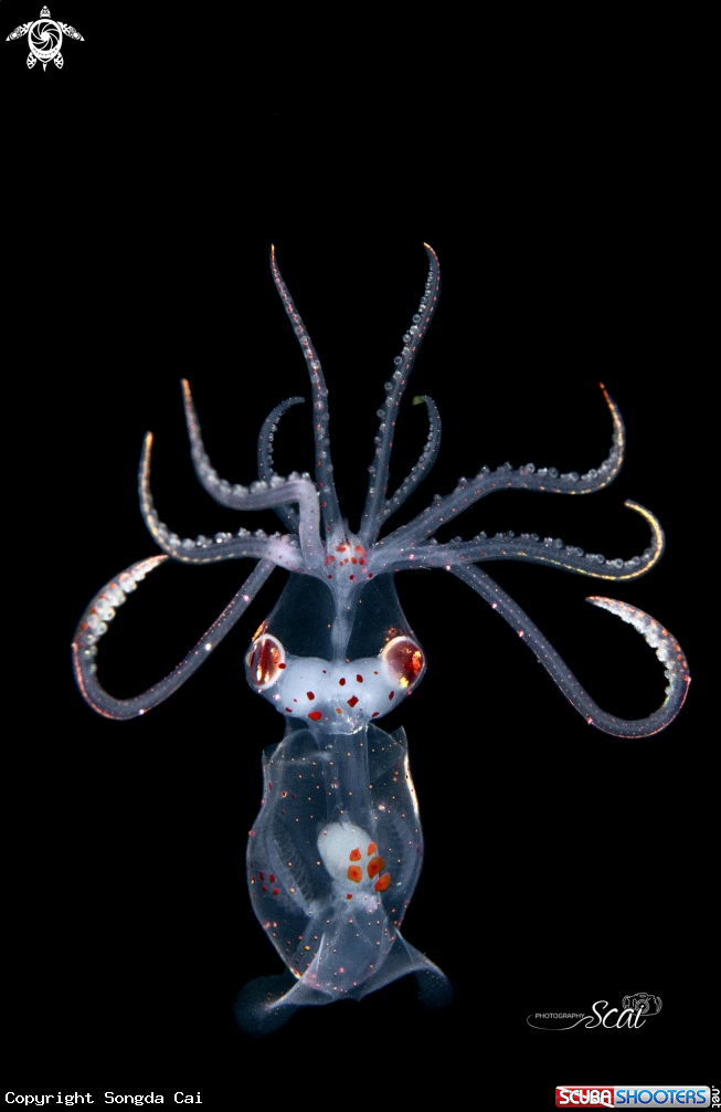 A Squid