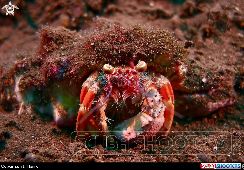 A Decorator Crab