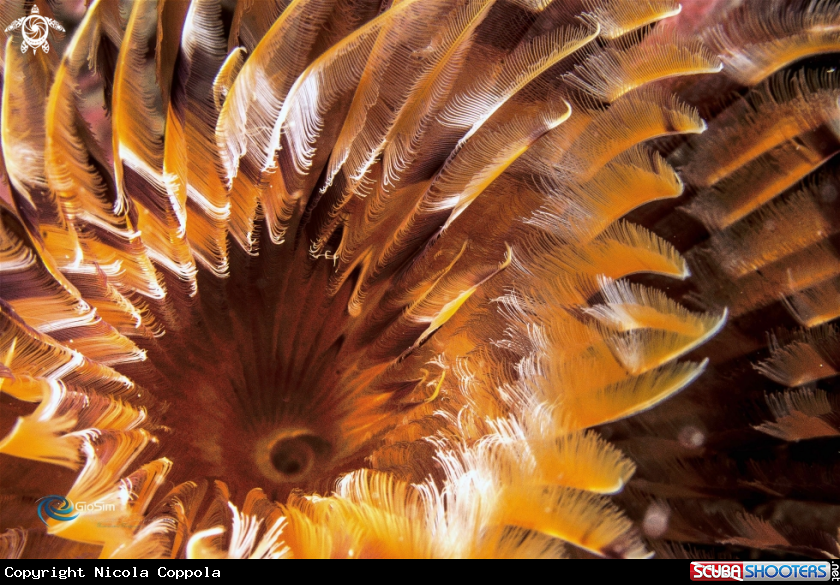 A inside the flower