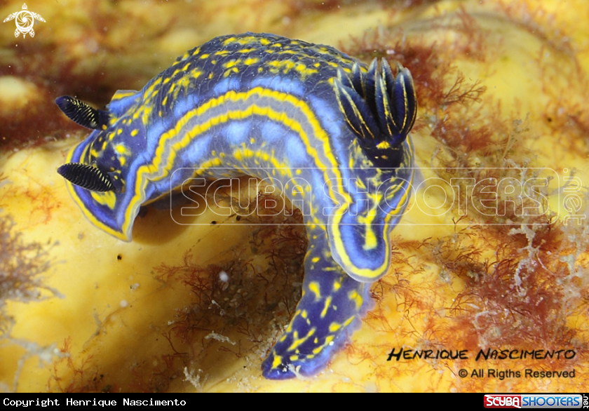A Nudibranch
