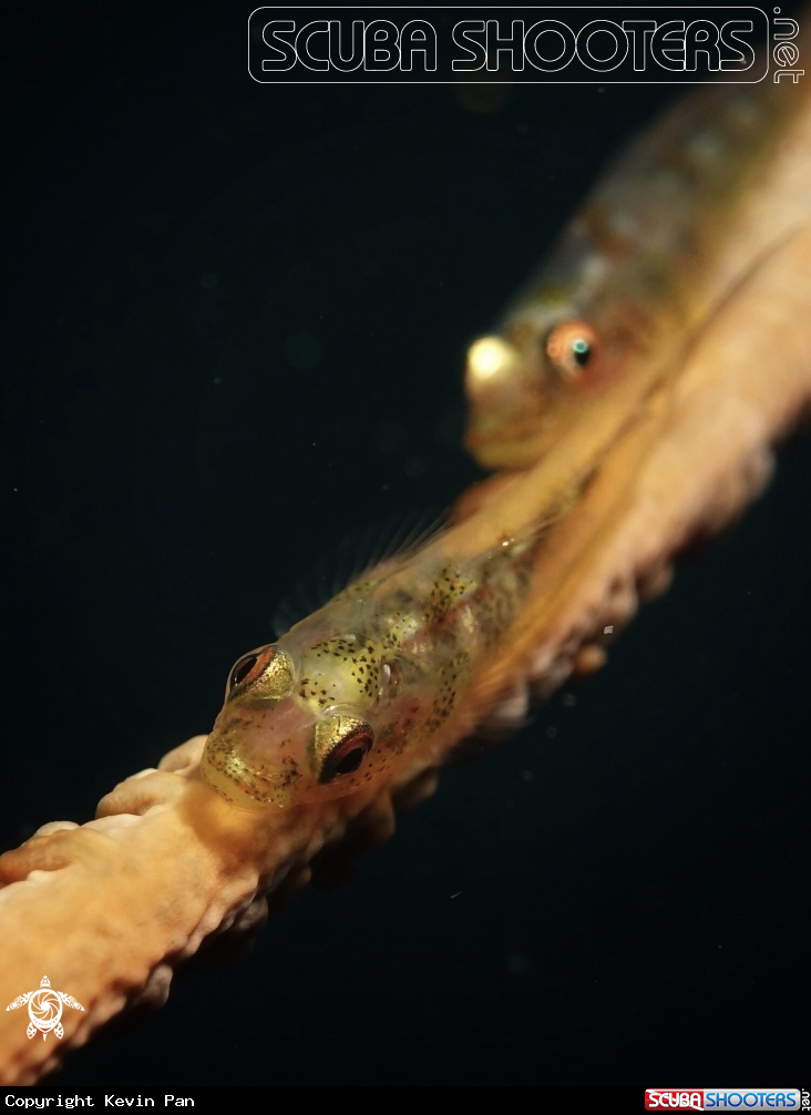 A Gobies