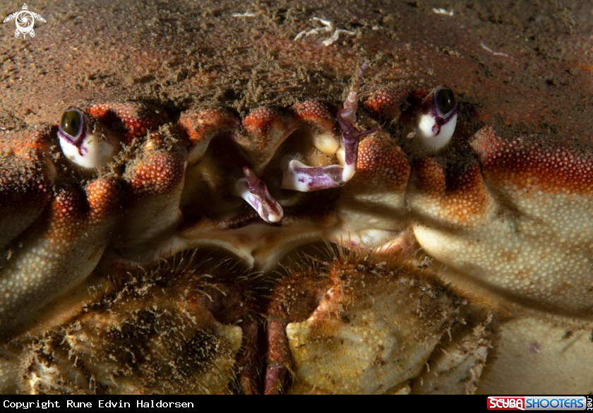 A Edible crab