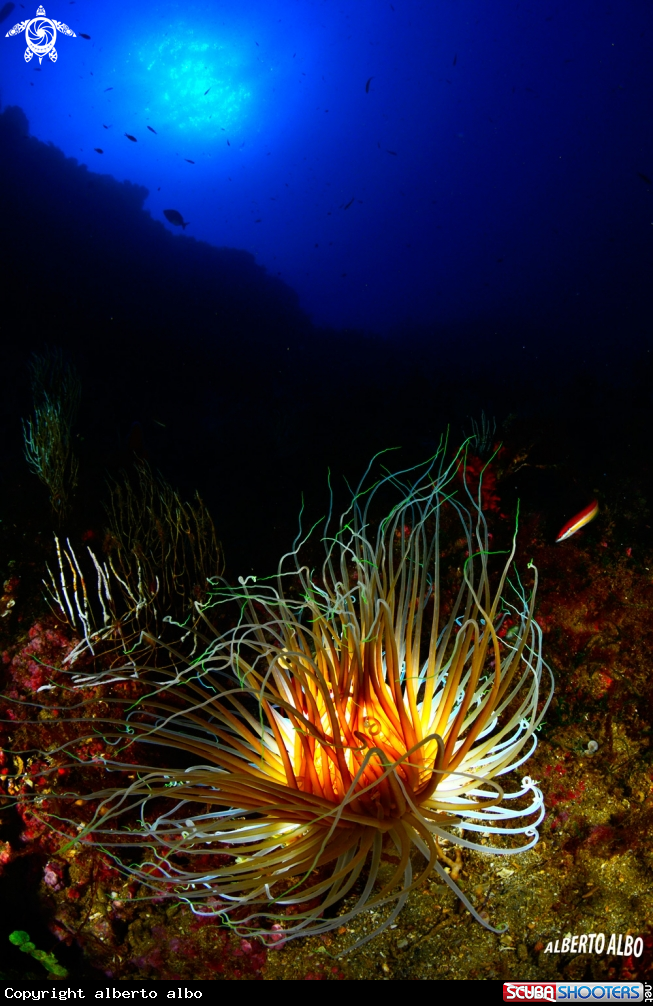 A CERIANTUS