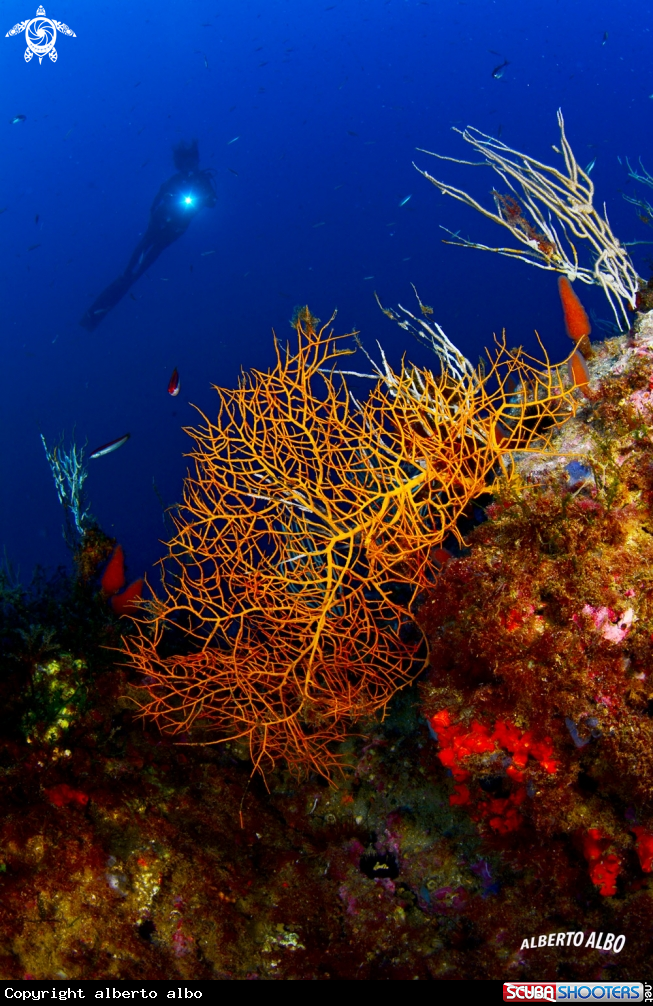 A GORGONIA